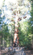 Grizzly Giant Sequoia 1